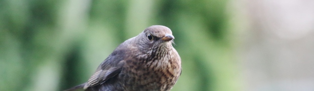 Blackbird:
Blackbird