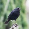 View the image: Blackbird