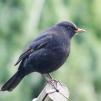 View the image: Blackbird