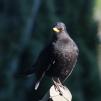 View the image: Blackbird