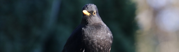 Blackbird:
Blackbird