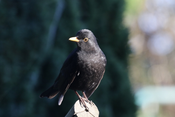 Blackbird