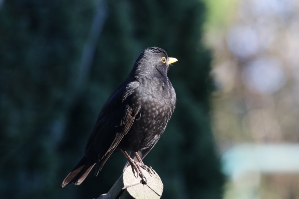 Blackbird