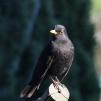 View the image: Blackbird