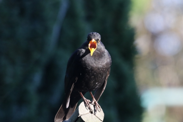 Blackbird