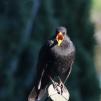 View the image: Blackbird