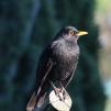 View the image: Blackbird