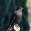 View the image: Blackbird