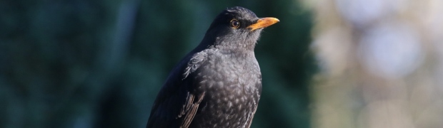 Garden Birds:
Blackbird:
Blackbird