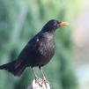 View the image: Blackbird