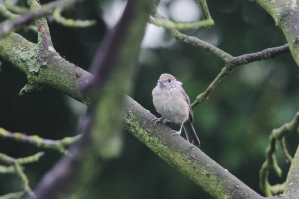 Blackcap (juvenile)