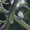 View the image: Blackcap (juvenile)