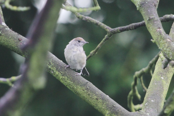 Blackcap (juvenile)