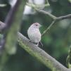 View the image: Blackcap (juvenile)