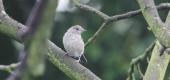 View the Album: Blackcap
 2 images