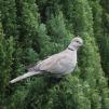 View the image: Collared Dove