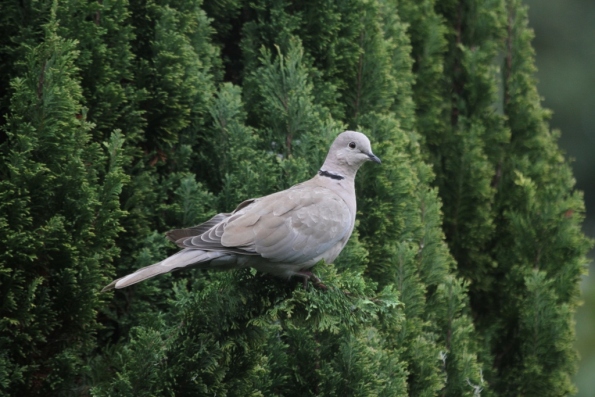 Collared Dove