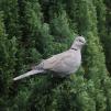 View the image: Collared Dove