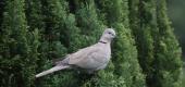 View the Album: Collared Dove
 2 images