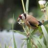 View the image: Goldfinch (f)