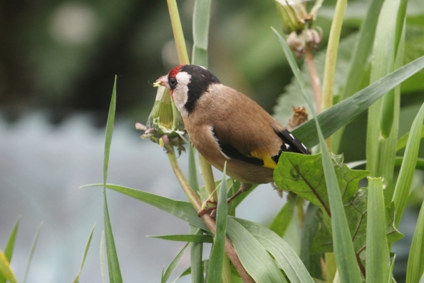 Goldfinch (f)