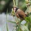 View the image: Goldfinch (f)