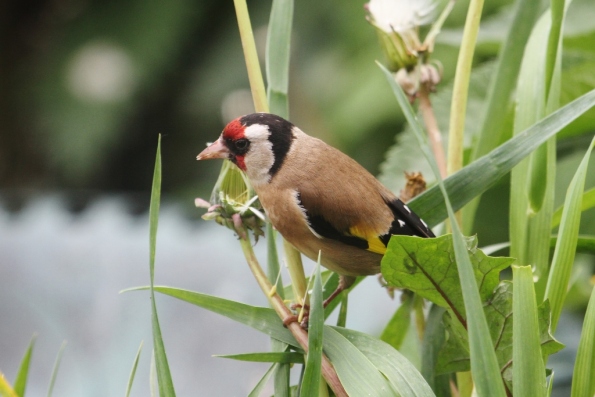 Goldfinch (f)