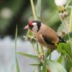 View the image: Goldfinch (f)