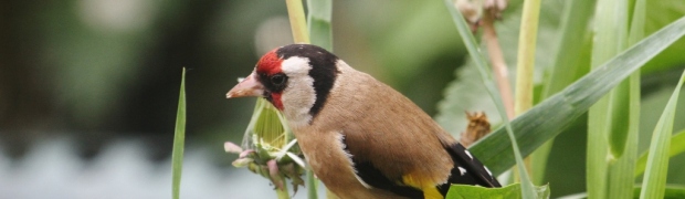 Goldfinch:
Goldfinch (f)