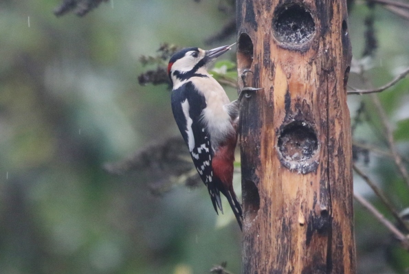 Great Spotted Woodpecker (male)