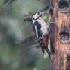 View the image: Great Spotted Woodpecker (male)