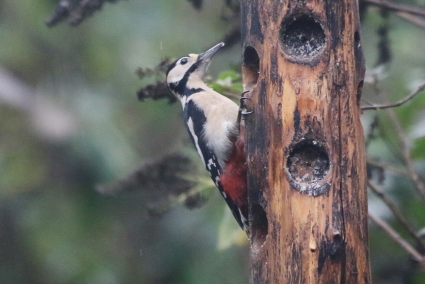 Great Spotted Woodpecker (male)