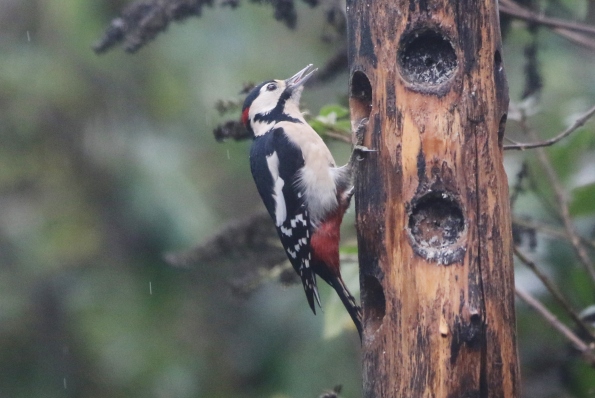 Great Spotted Woodpecker (male)