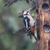 View the image: Great Spotted Woodpecker (male)