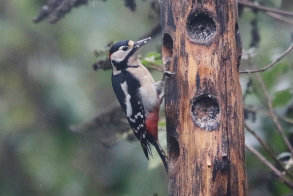 Great Spotted Woodpecker (male)