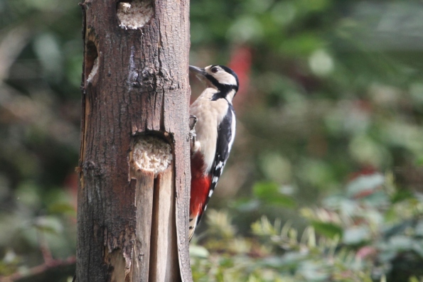 Great Spotted Woodpecker (female)