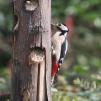 View the image: Great Spotted Woodpecker (female)