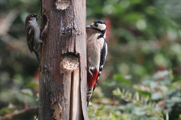 Great Spotted Woodpecker (female)