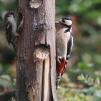 View the image: Great Spotted Woodpecker (female)