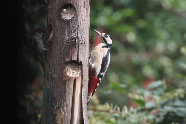 Great Spotted Woodpecker (female)