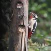 View the image: Great Spotted Woodpecker (female)