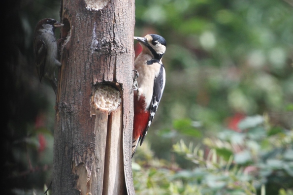 Great Spotted Woodpecker (female)