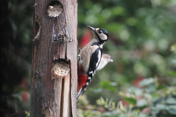 Great Spotted Woodpecker (female)