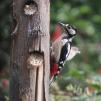 View the image: Great Spotted Woodpecker (female)