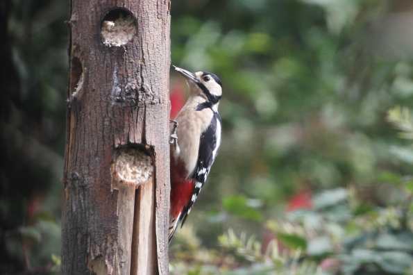 Great Spotted Woodpecker (female)