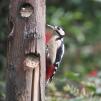 View the image: Great Spotted Woodpecker (female)