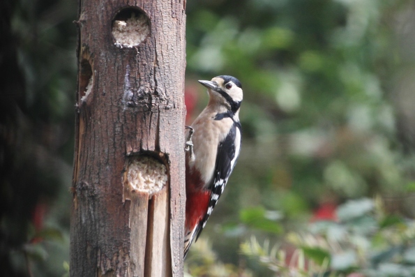 Great Spotted Woodpecker (female)