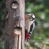 View the image: Great Spotted Woodpecker (female)