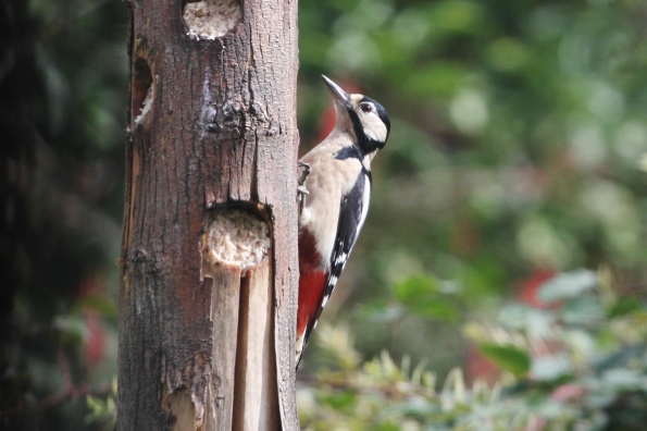 Great Spotted Woodpecker (female)