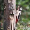 View the image: Great Spotted Woodpecker (female)